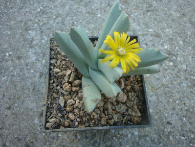 Gibbaeum haaglenii H.E.K.Hartmann 2001.; Denumire acceptată. Origine: Africa de Sud, în zonele Montagu, Ladismith și Swellendam.
