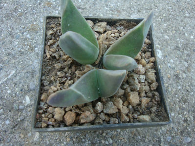 Gibbaeum velutinum (L.Bolus) Schwantes 1927.; . Denumire acceptată. Origine: Africa de Sud, Lanțul de munți Langeberg
