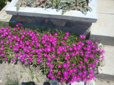 Delosperma cooperi (Hook. f.) L.Bolus 1927.; Denumire acceptată. Origine: Africa de Sud.
