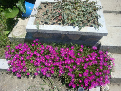 Delosperma cooperi (Hook. f.) L.Bolus 1927.; Denumire acceptată. Origine: Africa de Sud.
