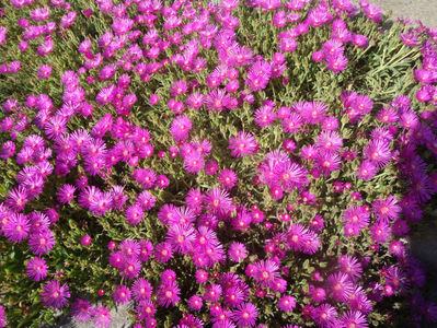 Delosperma cooperi (Hook. f.) L.Bolus 1927.; Denumire acceptată. Origine: Africa de Sud.
