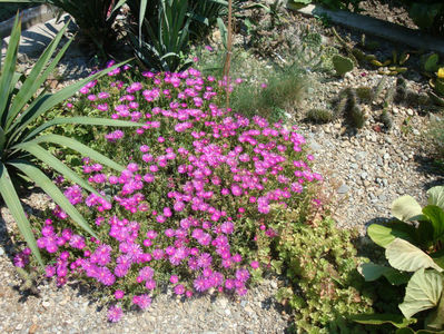 Delosperma cooperi  (Hook. f.) L.Bolus 1927.; Denumire acceptată. Origine: Africa de Sud.
