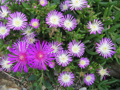 Delosperma floribundum L. Bolus 1928.; Denumire acceptată. Origine: Africa de Sud (Smithfield)
