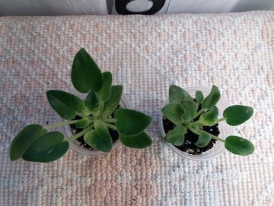 29 dec