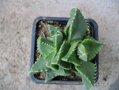 Faucaria candida L.Bolus; Sinonim cu Faucaria felina (L.) Schwantes. Denumire acceptată.
