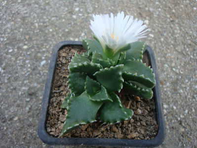 Faucaria candida L.Bolus; Sinonim cu Faucaria felina (L.) Schwantes. Denumire acceptată.
