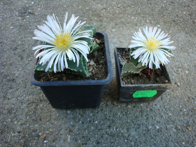 Faucaria candida L.Bolus; Sinonim cu Faucaria felina (L.) Schwantes. Denumire acceptată.
