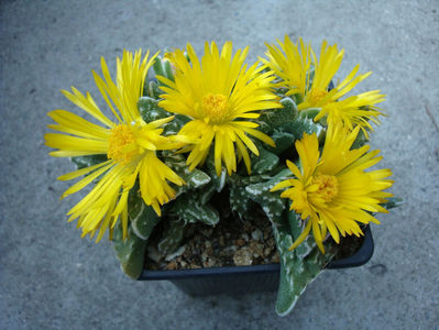 Faucaria felina ssp. tuberculosa (Rolfe) L.E.Groen 1999.; Denumire acceptata.
