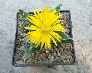 Faucaria felina ssp. tuberculosa (Rolfe) L.E.Groen 1999.; Denumire acceptata.
