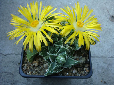 Faucaria lupina (Haw) Schwantes.1926.; Sinonim cu Faucaria felina (L.) Schwantes 1926. Denumire acceptata.
