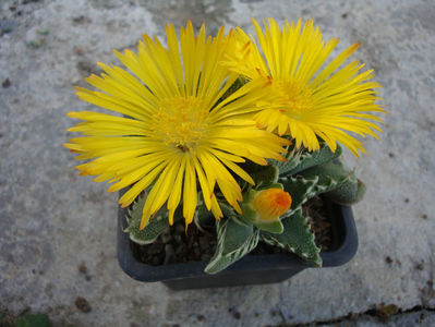 Faucaria lupina  (Haw) Schwantes.1926.; Sinonim cu Faucaria felina (L.) Schwantes 1926. Denumire acceptata.
