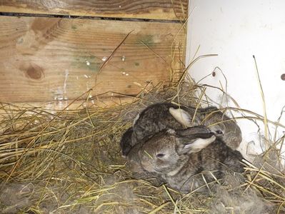 4 puiuți