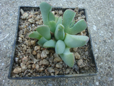 Ihlenfeldtia excavata ‚Albireosea’