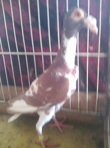 Photo1144