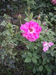 IMGP1343