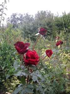 IMGP1344
