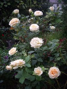 IMGP1345