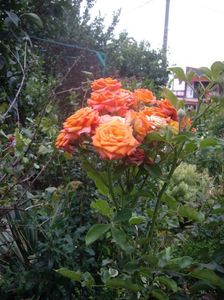 IMGP1348