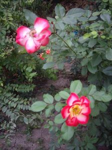 IMGP1349