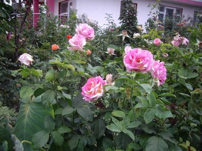 IMGP1351