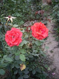 IMGP1352