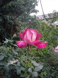 IMGP1353