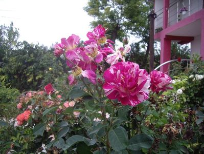 IMGP1363