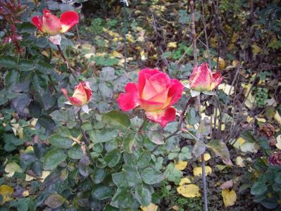 IMGP1375