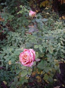IMGP1378