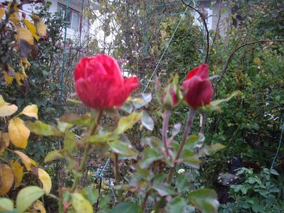 IMGP1379