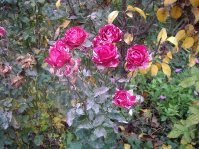 IMGP1380
