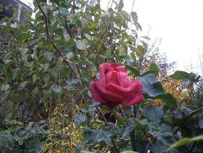 IMGP1381