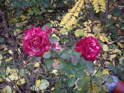 IMGP1382