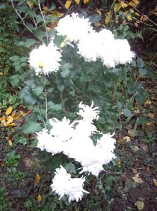 IMGP1384