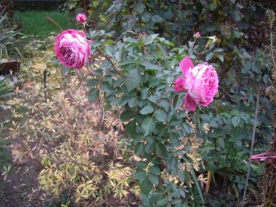 IMGP1388