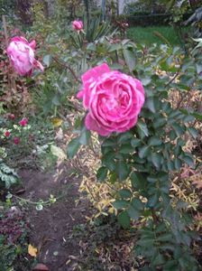 IMGP1389