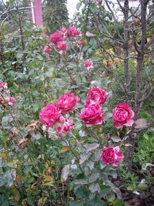IMGP1393
