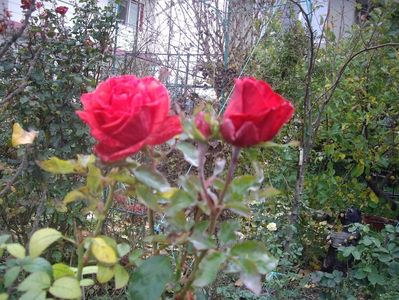 IMGP1394