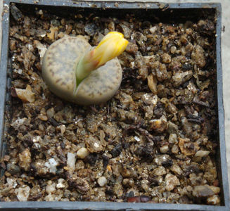 Lithops bromfieldii var. insularis (L. Bol.) B. Fearn 1937.; Habitat;  Africa de Sud (Bushmanland: Upington) (-4°C) C042.
