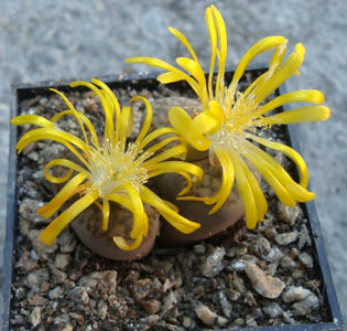 Lithops bromfieldii var. insularis (L. Bol.) B. Fearn 1937.; Habitat;  Africa de Sud (Bushmanland: Upington) (-4°C) C042.
