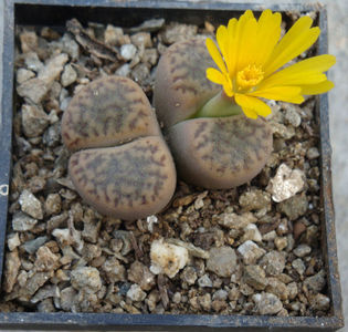 Lithops fulviceps (NE Br.) NE Br. 1914.; Denumire acceptata.
