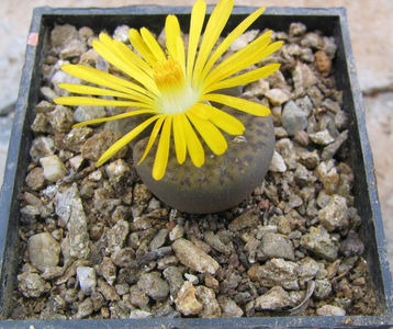 Lithops fulviceps (NE Br.) NE Br. 1914.; Denumire acceptata.
