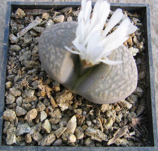 Lithops hookeri var. susannae  (DT Cole) DT Cole 1970.; C091
