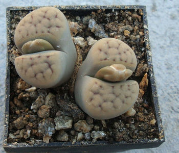 Lithops karasmontana (Dint. & Schwant.) NE Br.1920.; Denumire acceptata. C225

