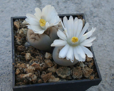 Lithops karasmontana 'mickbergensis'; C168
