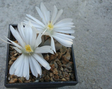 Lithops karasmontana 'mickbergensis'; C168
