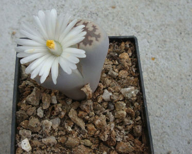 Lithops karasmontana ssp eberlanzii 'witputzensis'; C149
