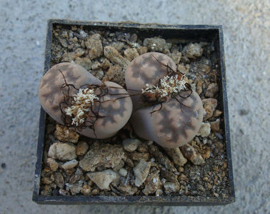 Lithops karasmontana ssp. bella (NE Br.) DT Cole 1922.; C118.
