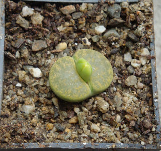 Lithops lesliei cv. 'Albinica'; C036A.
