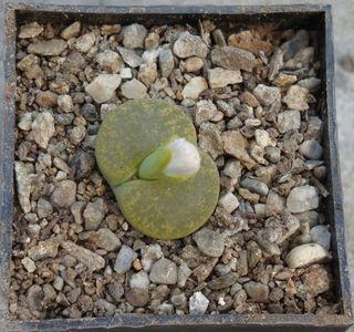 Lithops lesliei cv. 'Albinica'; C036A.
